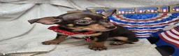 Chihuahua dogs for sale: Wolfgang Amado - Ad 6