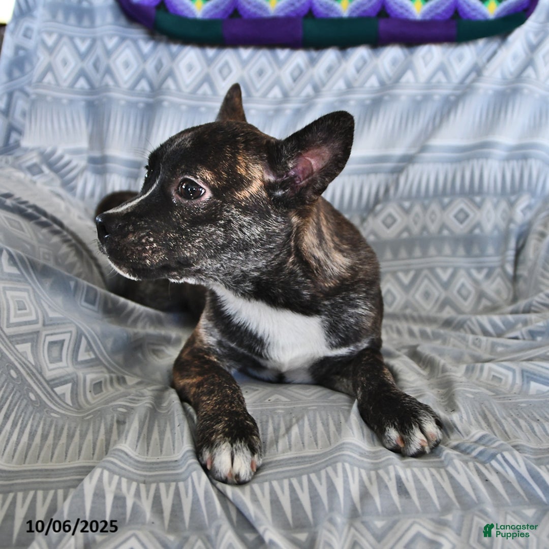 Other breed dogs for sale: Buck - Ad 5