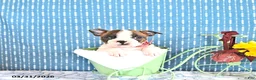 Boston Terrier dogs for sale: Marysia - Ad 1