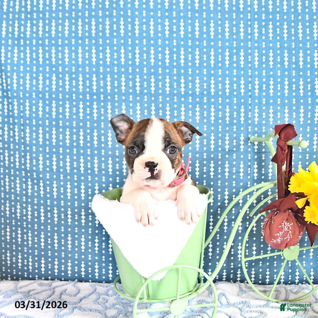 Boston Terrier dogs for sale: Marysia - Ad 1