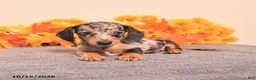 Miniature Dachshund dogs for sale: Roxy - Ad 5