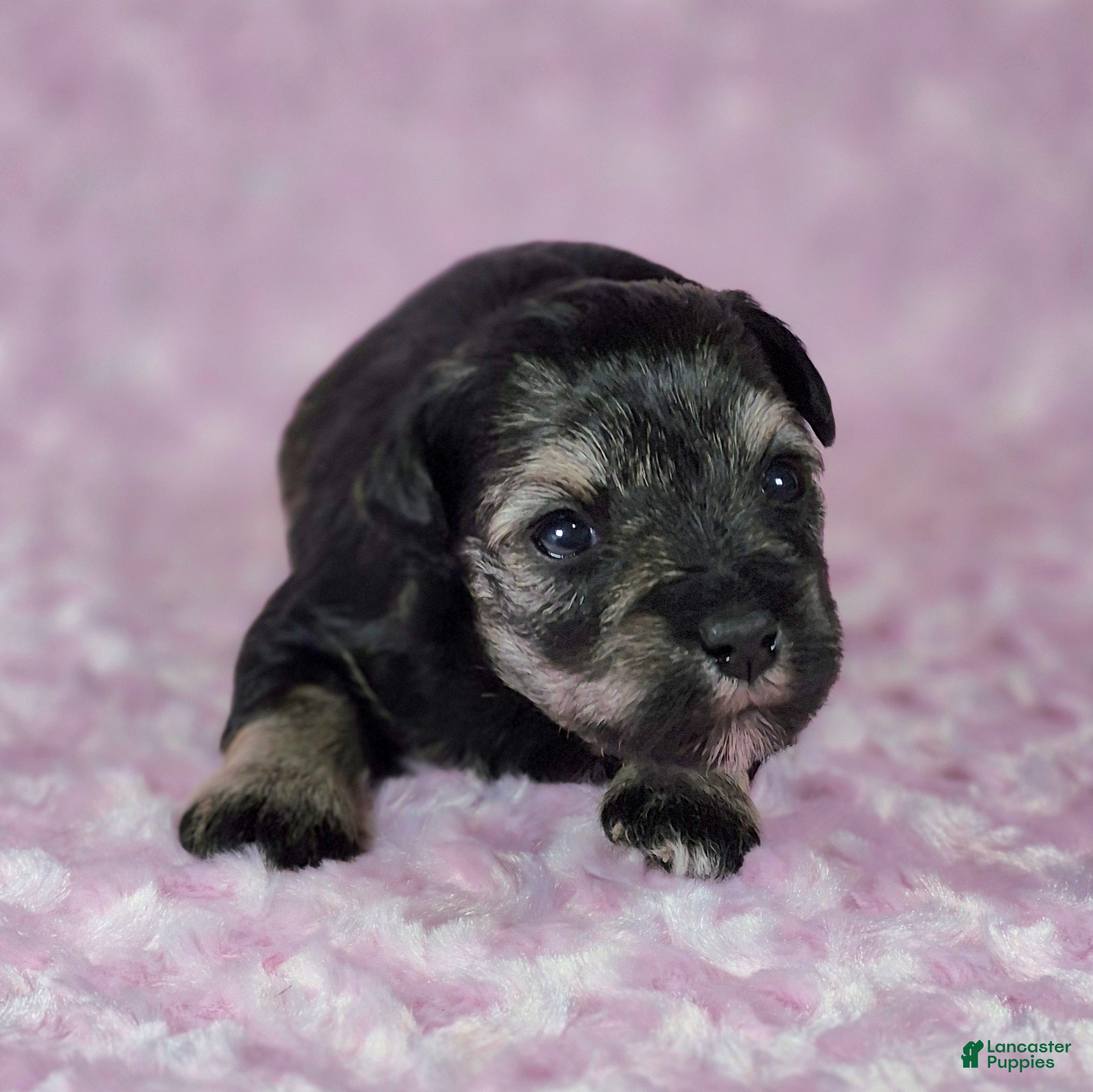 Miniature Schnauzer dogs Pepper - Ad 2