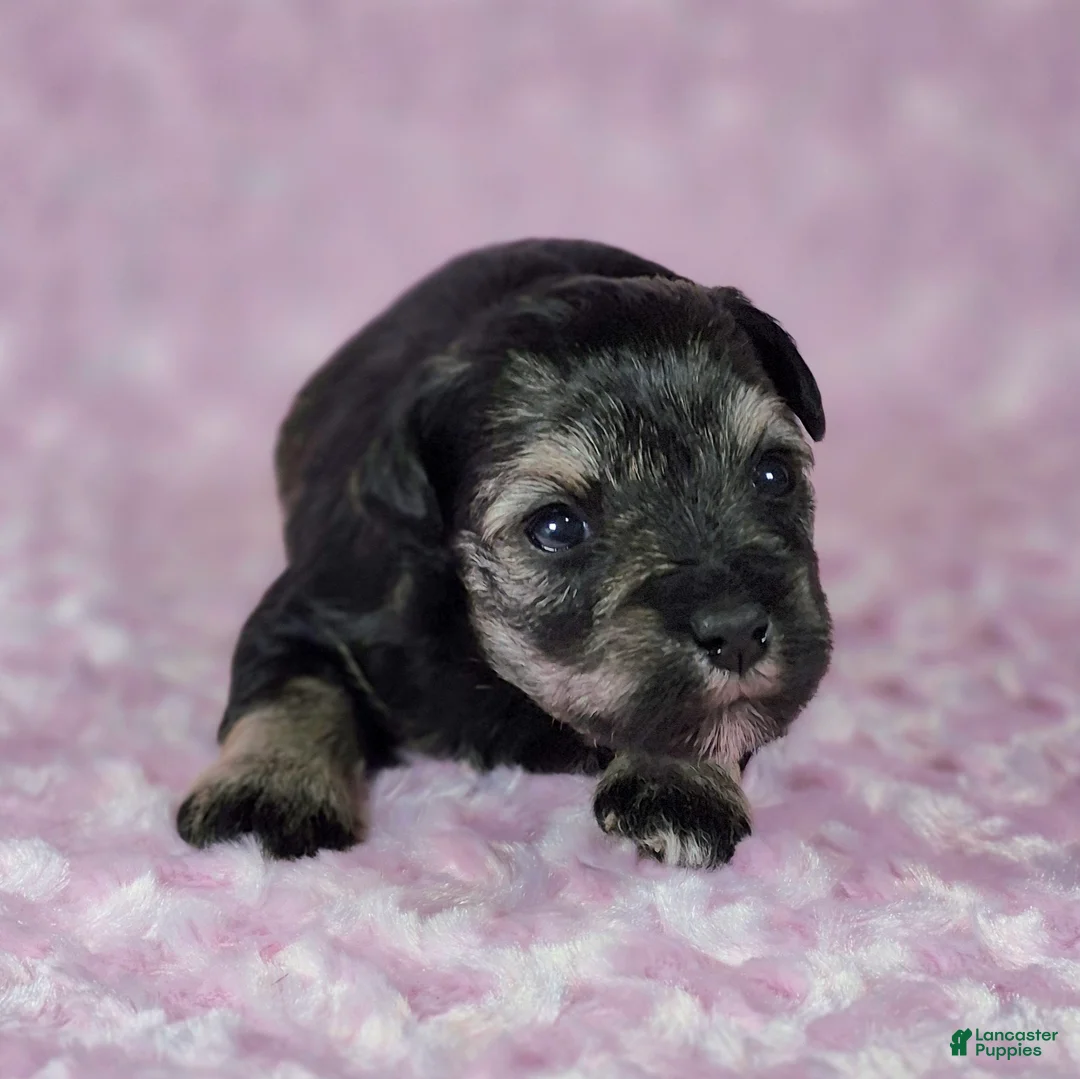 Miniature Schnauzer dogs for sale: Pepper - Ad 2