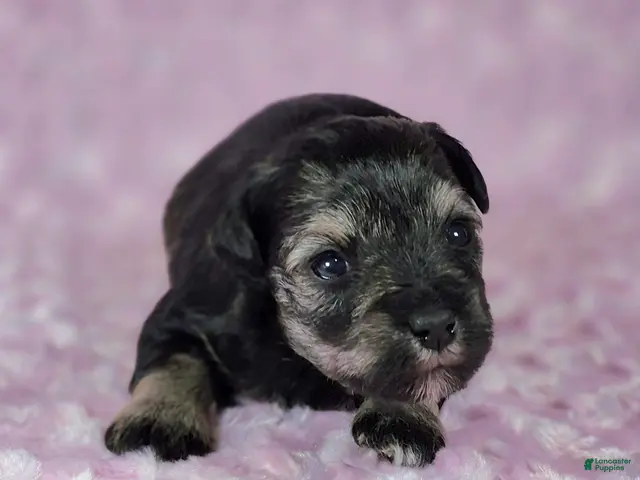 Miniature Schnauzer dogs Pepper - Ad 2