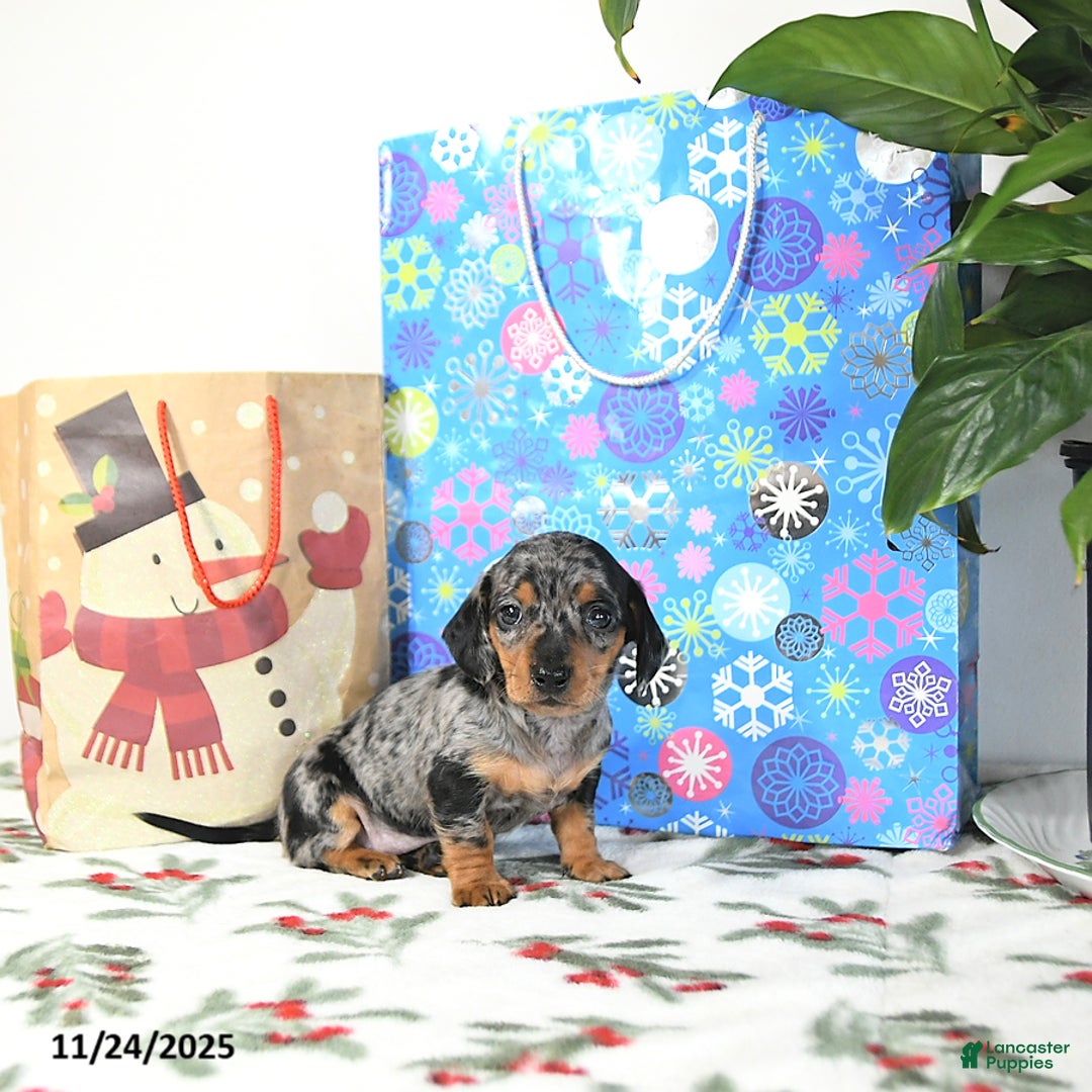 Miniature Dachshund dogs for sale: Bubbles - Ad 1