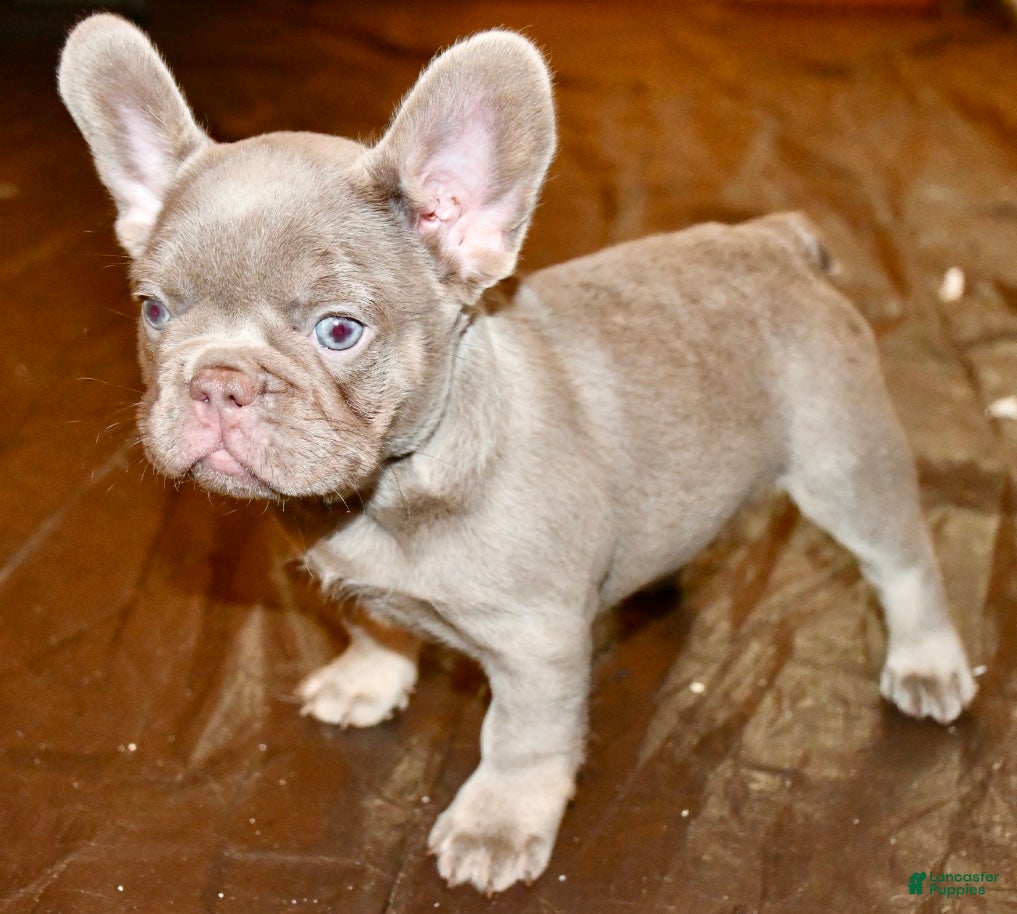French Bulldog dogs French Bulldog 3 - Ad 2