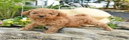 Toy Poodle dogs for sale: Peaches - Ad 2