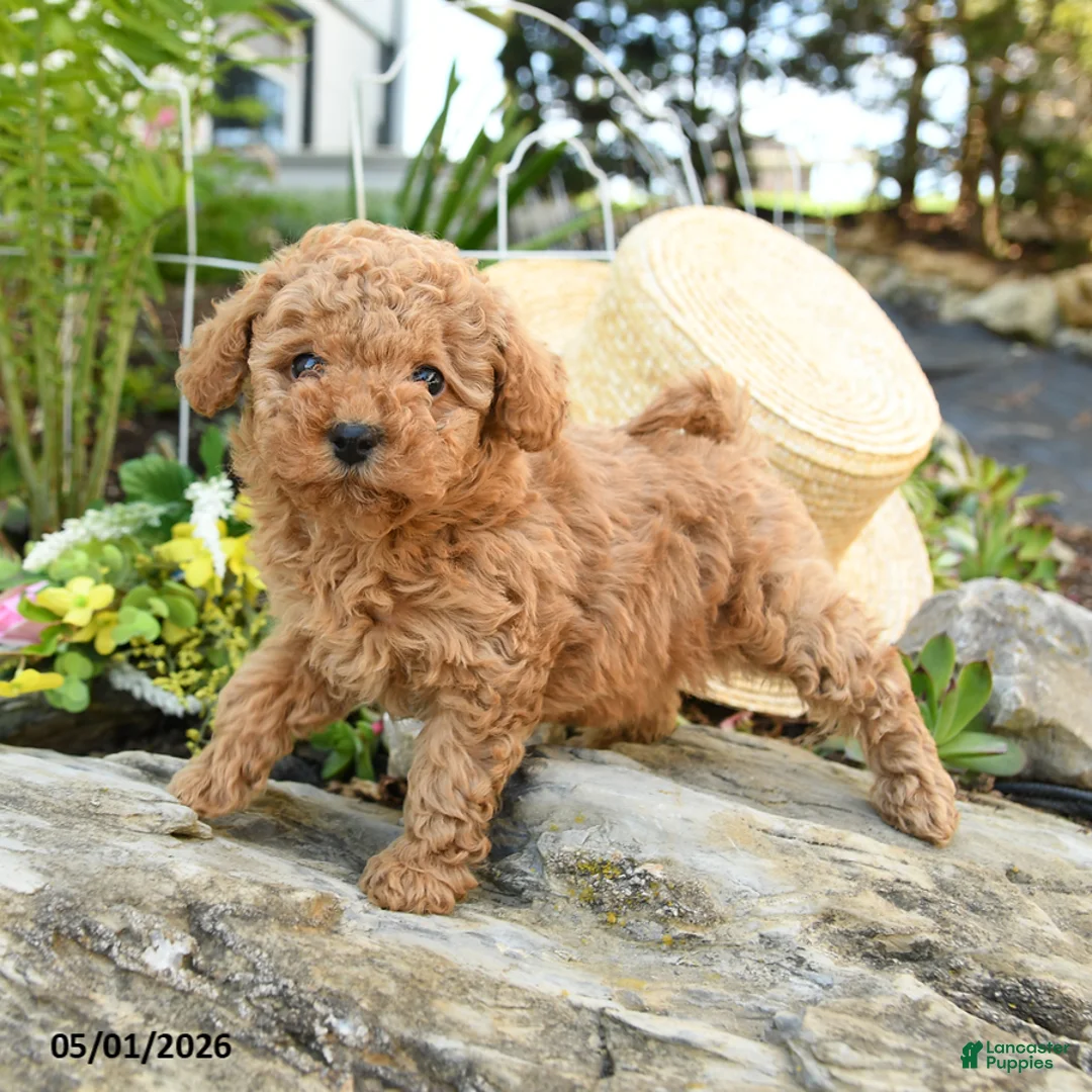 Toy Poodle dogs for sale: Peaches - Ad 2