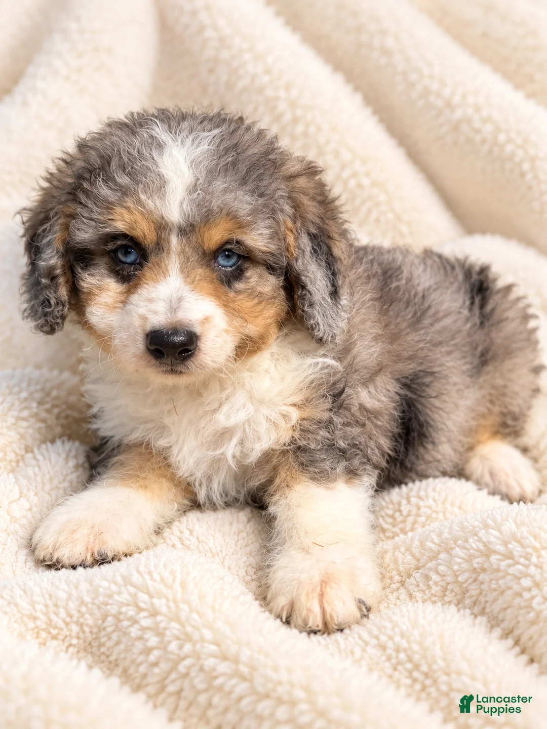 Mini Bernedoodle dogs for sale: Toffee-Mini Bernedoodle  - Ad 2
