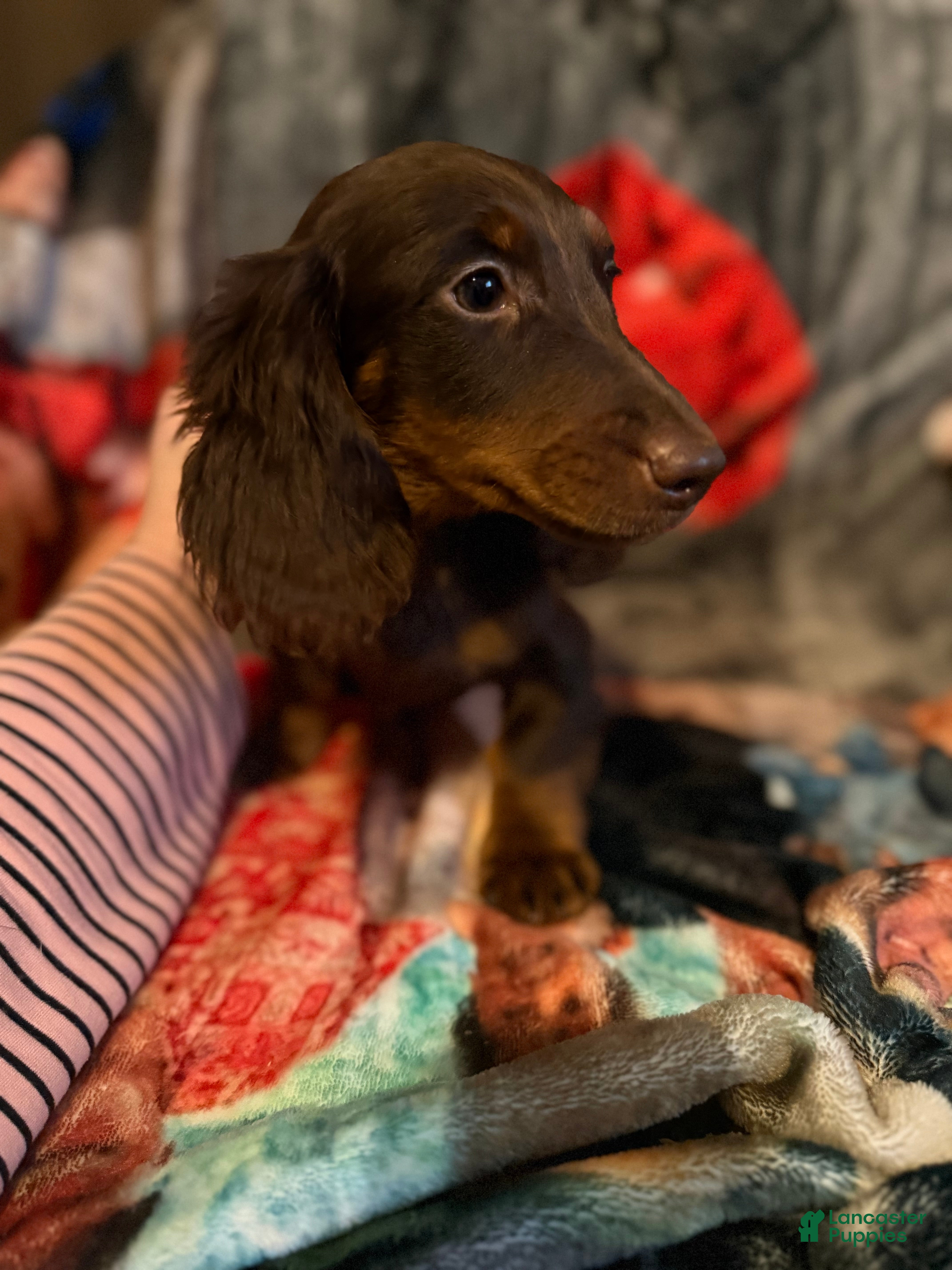 Miniature Dachshund dogs Miniature Dachshund 1 - Ad 9