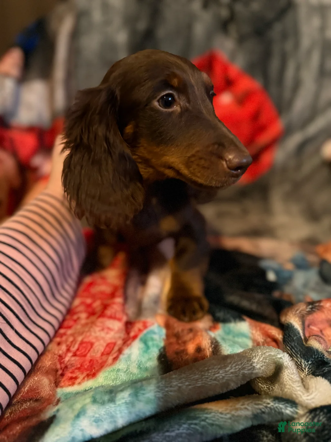 Miniature Dachshund dogs for sale: Miniature Dachshund 1 - Ad 1