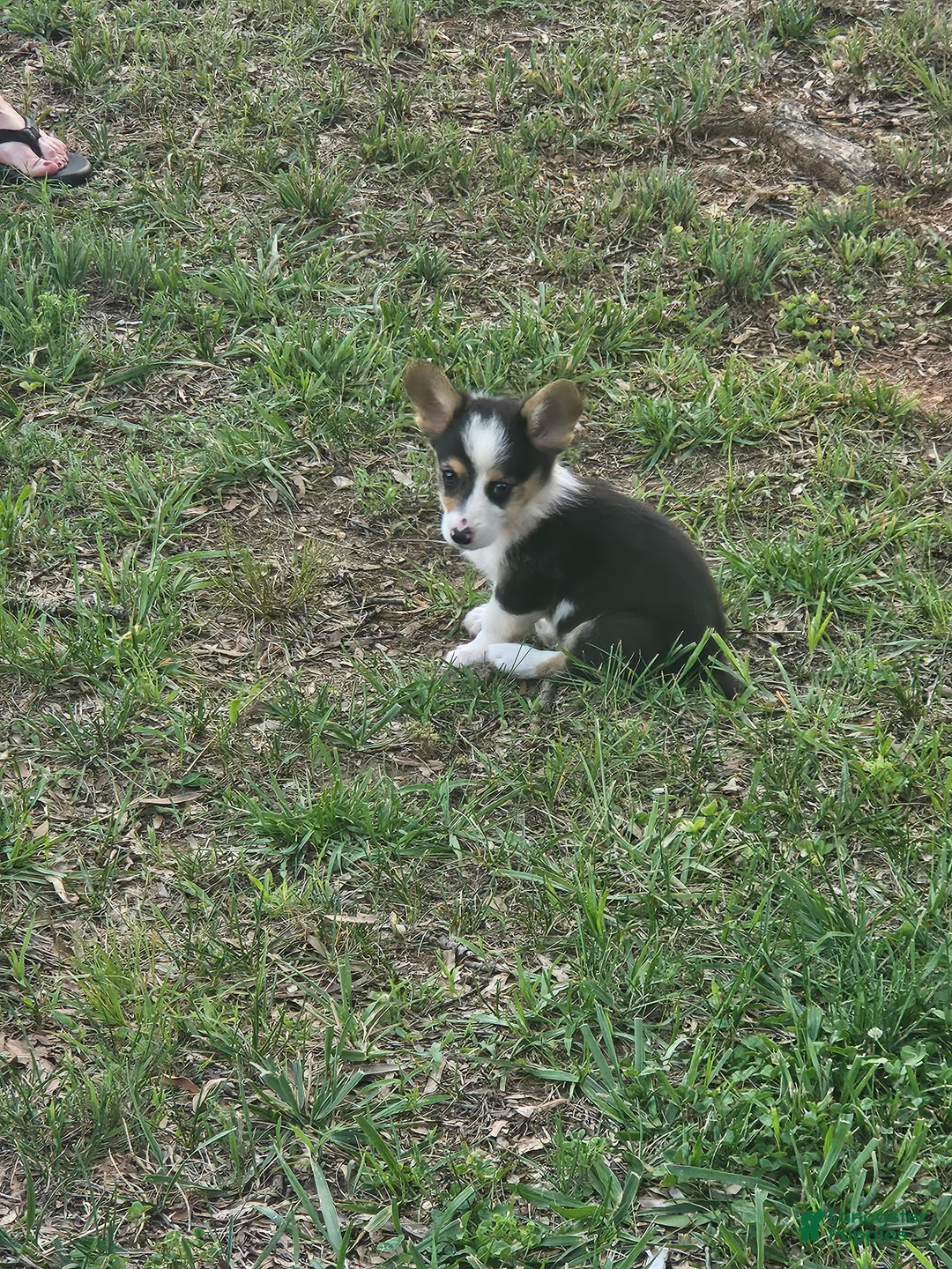 Welsh Corgi Pembroke dogs for sale: Orange Male - Ad 1