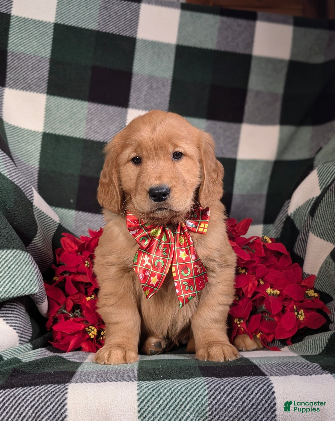 Golden Retriever dogs for sale: Bailey - Ad 2