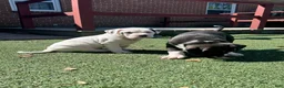Mixed Breed dogs for sale: Titan - Ad 3