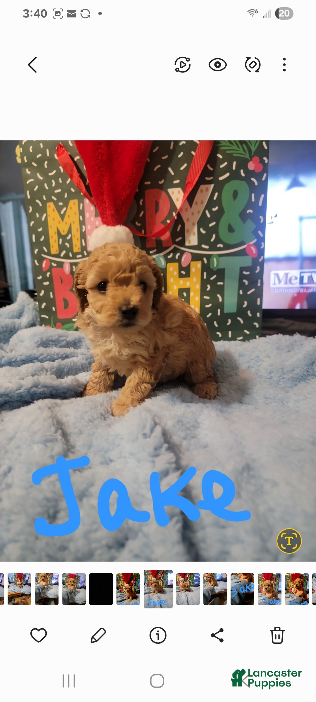 Toy Poodle dogs for sale: Jake - Ad 1