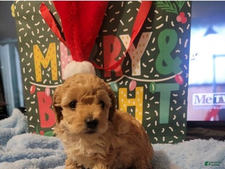 Toy Poodle dogs Jake - Ad 5