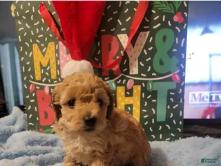 Toy Poodle dogs Jake - Ad 6