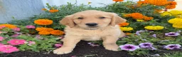 Golden Retriever dogs for sale: Hutton - Ad 4