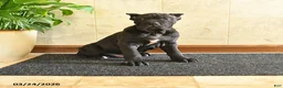 Cane Corso dogs for sale: Yukon - Ad 1
