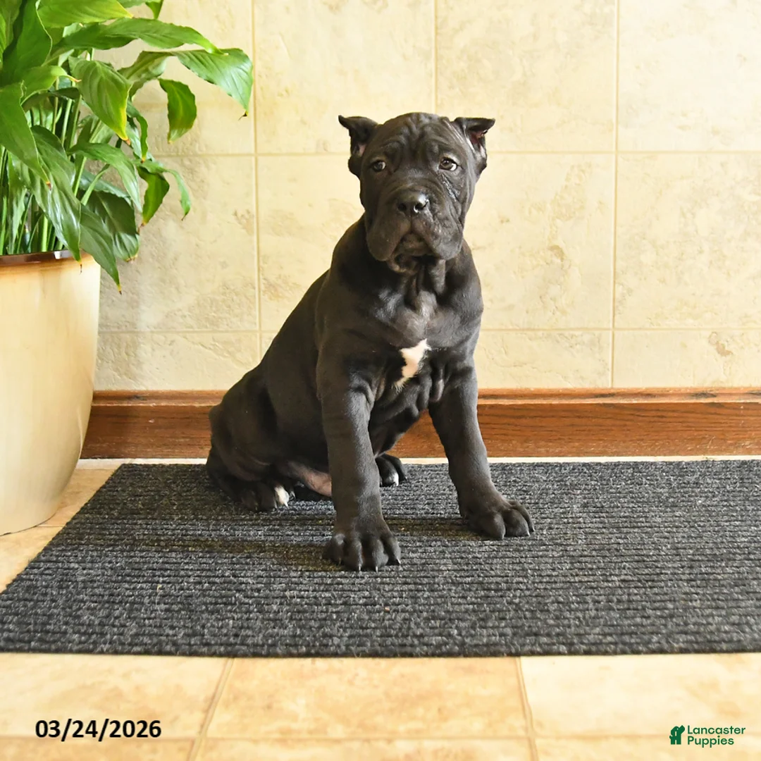 Cane Corso dogs for sale: Yukon - Ad 1