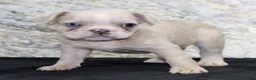 French Bulldog dogs for sale: Ike - Ad 6
