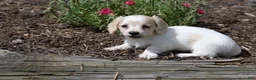 Miniature Dachshund dogs for sale: Violet - Ad 7