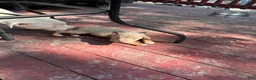 American Bully dogs for sale: American Bully Puppy 2 cinnamon  - Ad 3