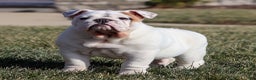 English Bulldog dogs for sale: Frosty - Ad 10