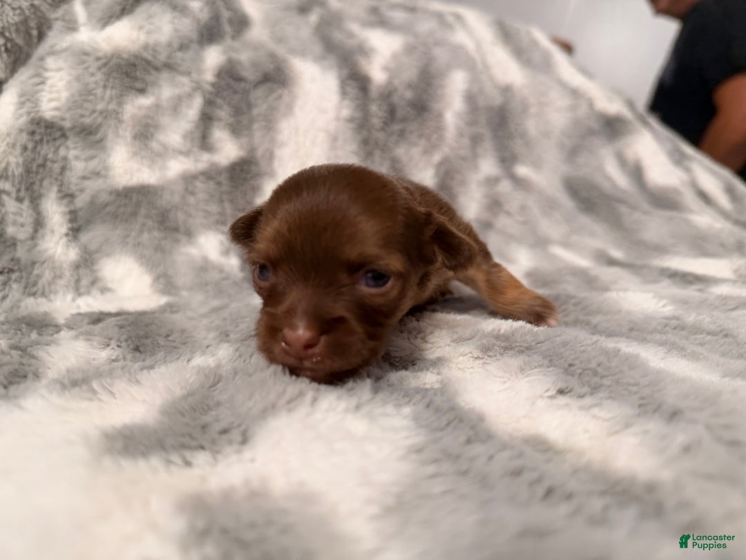 Chihuahua dogs for sale: Bert - Ad 2