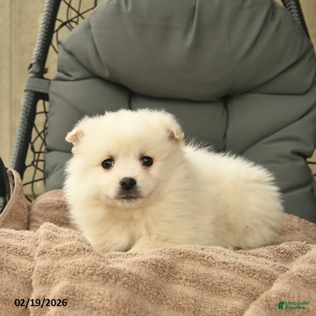 American Eskimo dogs for sale: Faith  - Ad 3