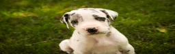 Great Dane dogs for sale: Blake Great Dane  - Ad 7
