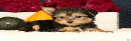 Yochon dogs for sale: Talia - Ad 5