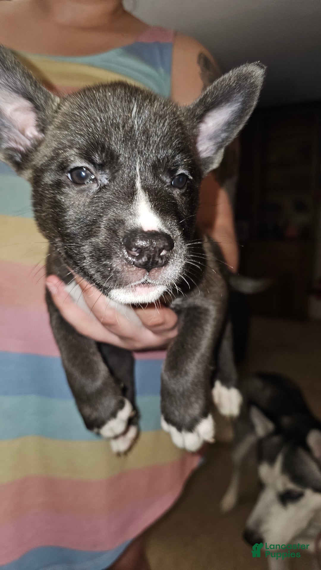 Mixed Breed dogs for sale: Kayla - Ad 2