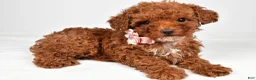 Toy Poodle dogs for sale: Pearl - Ad 9