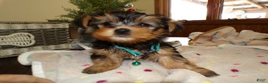 Yorkshire Terrier Puppy 2 Cory
