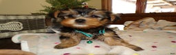 Yorkshire Terrier dogs for sale: Yorkshire Terrier Puppy 2 Cory - Ad 1