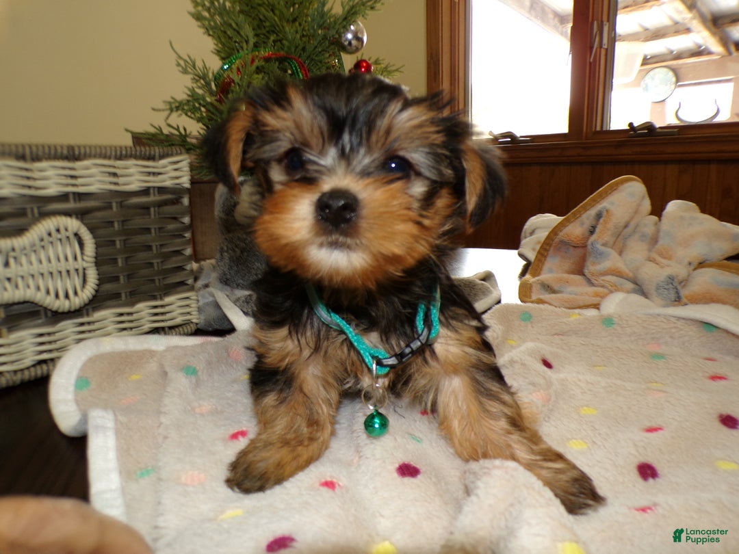Yorkshire Terrier dogs for sale: Yorkshire Terrier Puppy 2 Cory - Ad 1