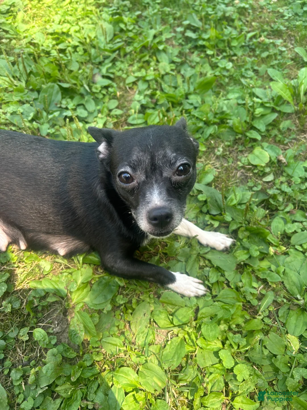 Mixed Breed dogs for sale: Coco - Ad 6