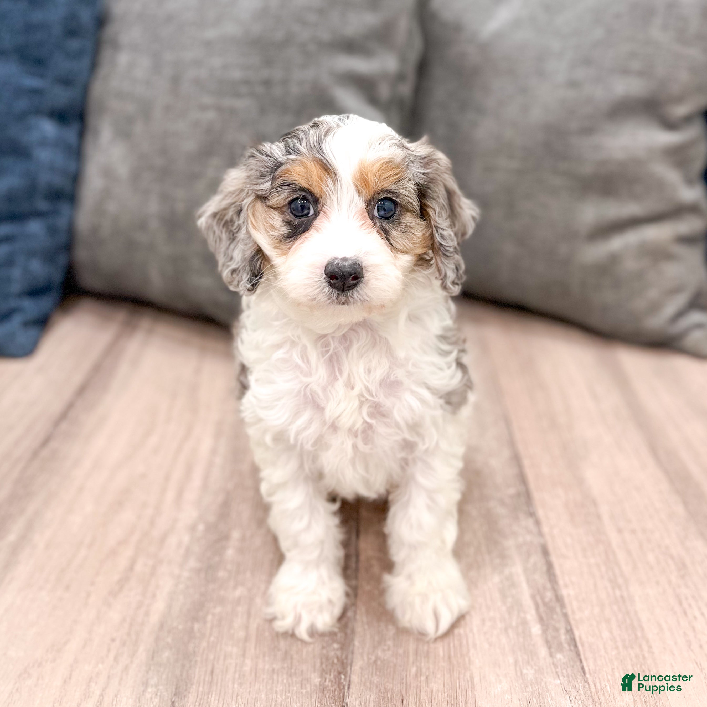 Cavapoo dogs Ace - Ad 1