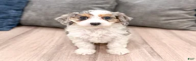 Ace