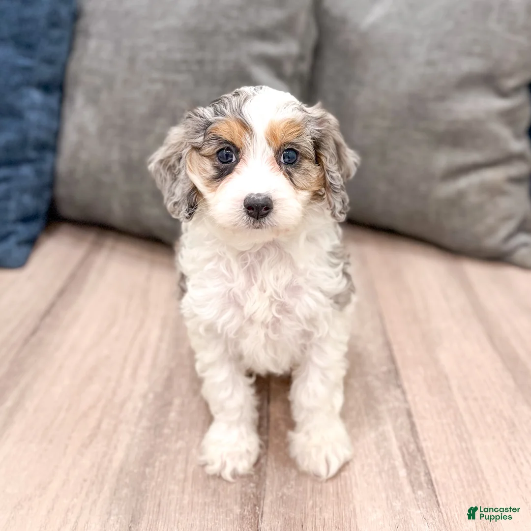Cavapoo dogs for sale: Ace - Ad 1