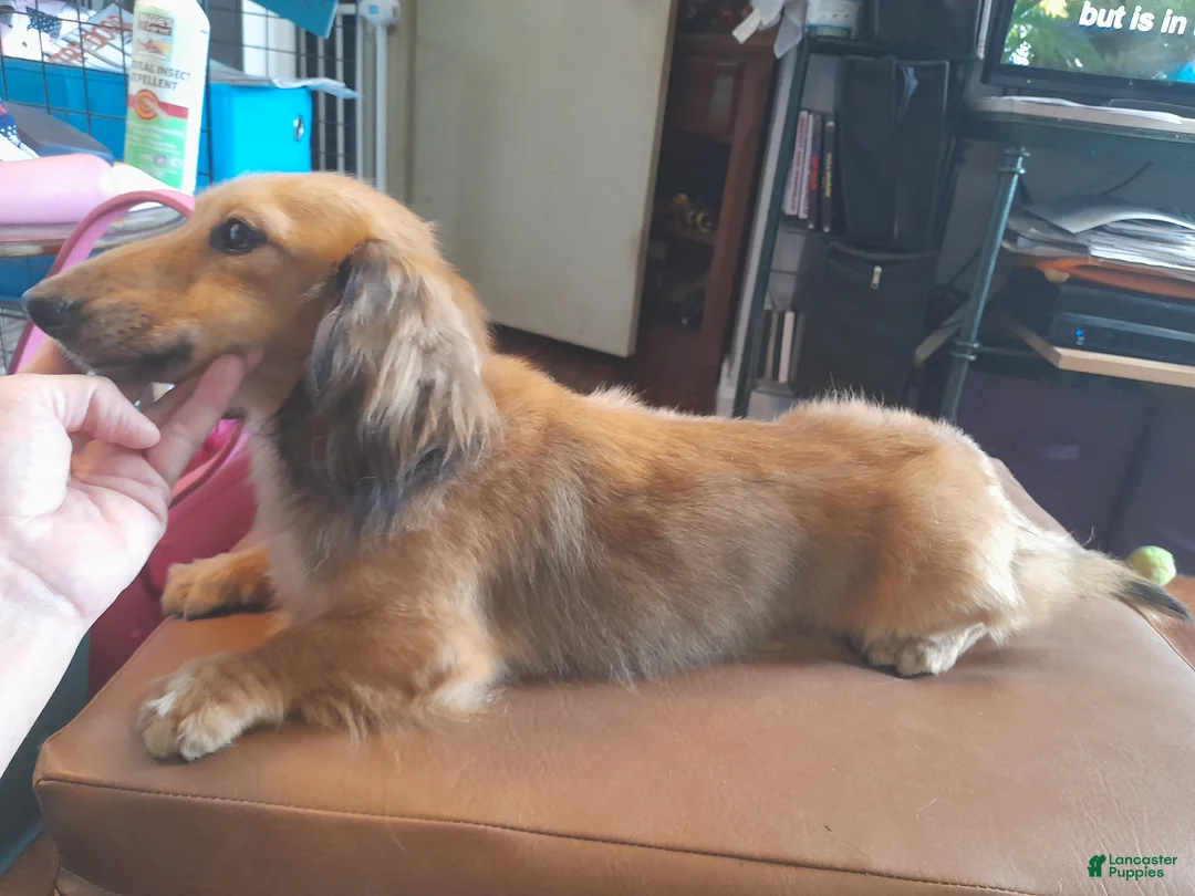 Dachshund dogs for sale: Kiwi, shaded cream - Ad 6