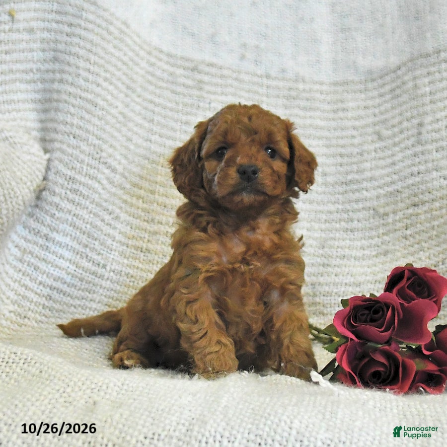 Cockapoo dogs for sale: Cuddles - Ad 2