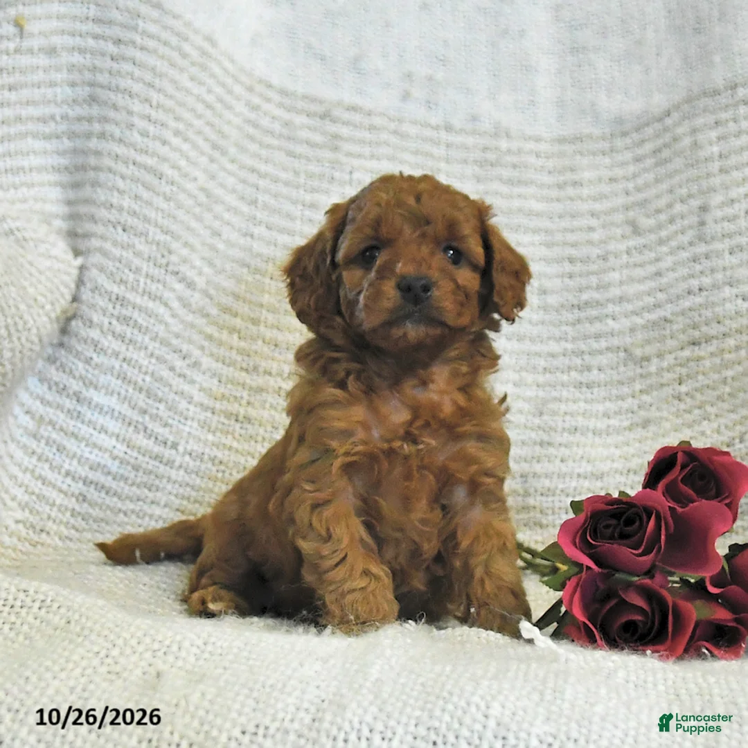 Cockapoo dogs for sale: Cuddles - Ad 2