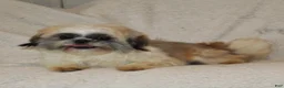 Shih Tzu dogs for sale: Truffles - Ad 6