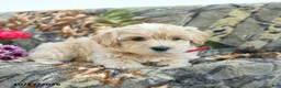 Maltipoo dogs for sale: Lizzie - Ad 3