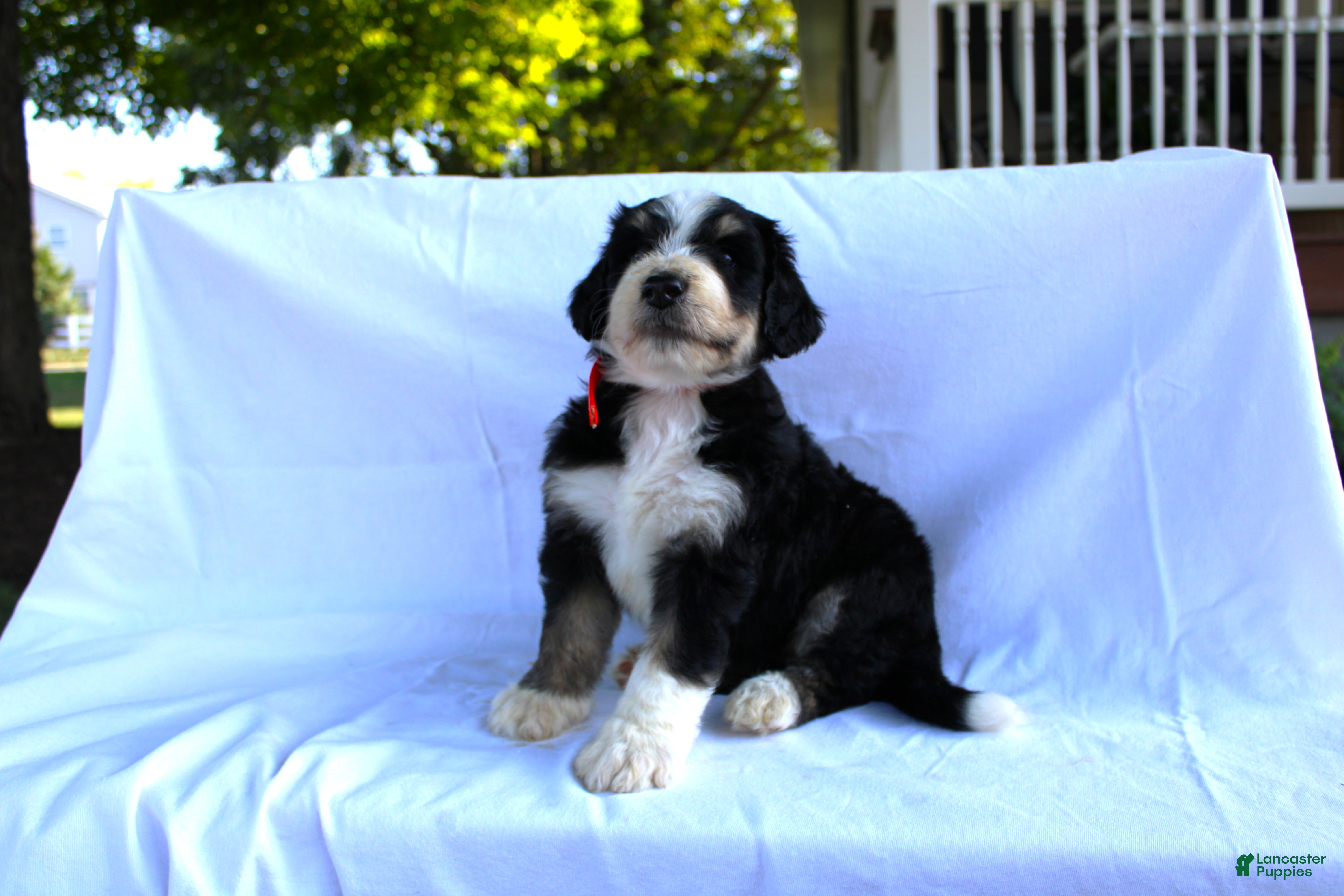 Bernedoodle dogs Sasha - Ad 2