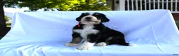 Bernedoodle dogs for sale: Sasha - Ad 2