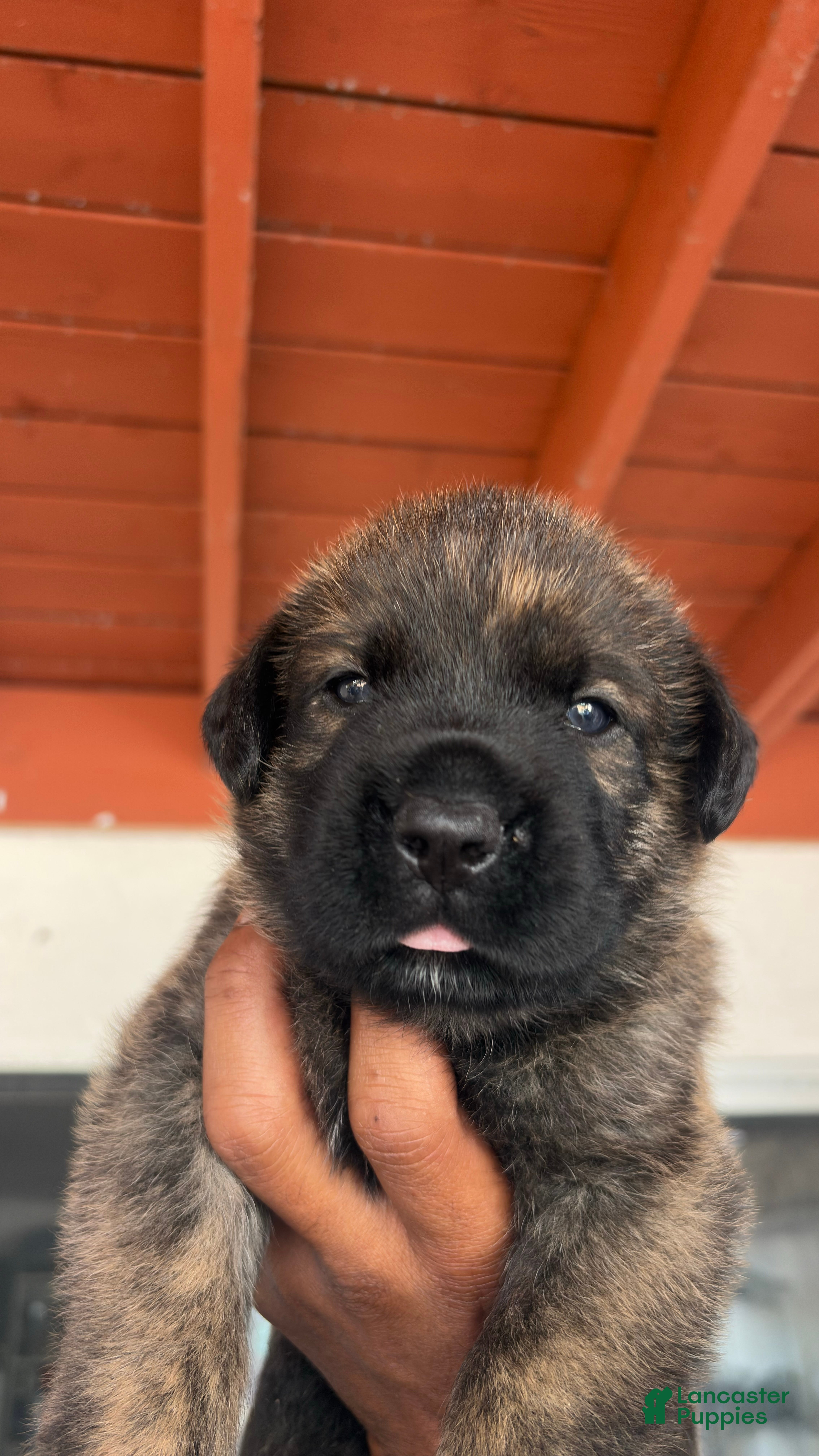 Mixed Breed dogs Maximus - Ad 1