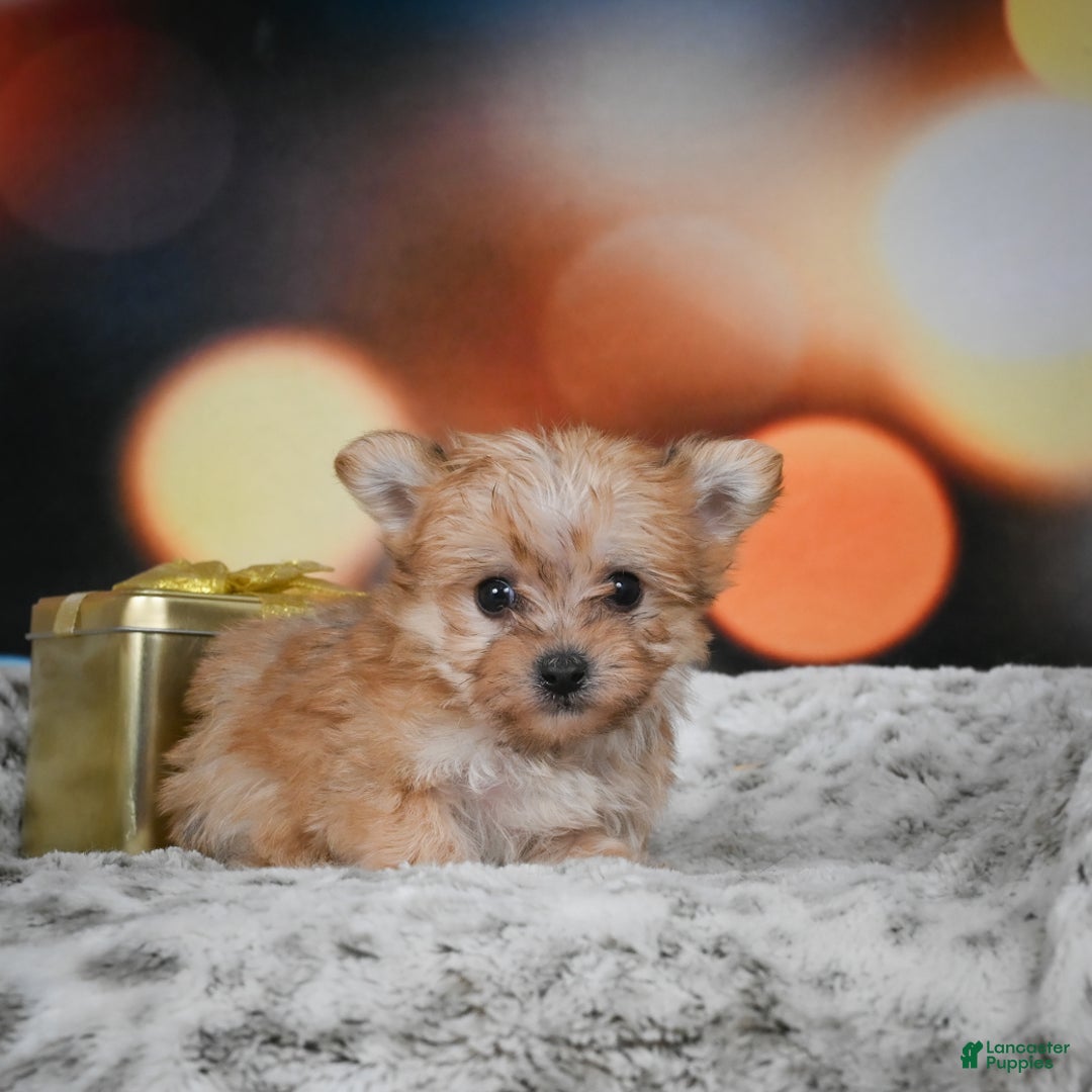 Morkie dogs for sale: mel - Ad 6